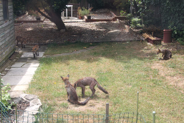 Photo of foxes in the garden (IMG_1214a.jpg)