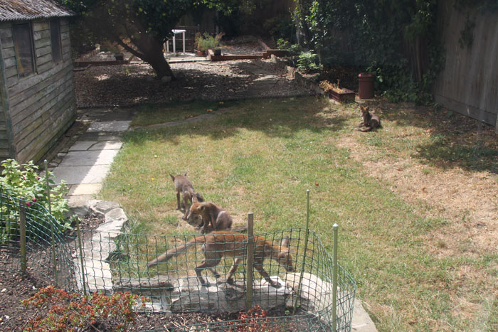 Photo of foxes in the garden (IMG_1217a.jpg)