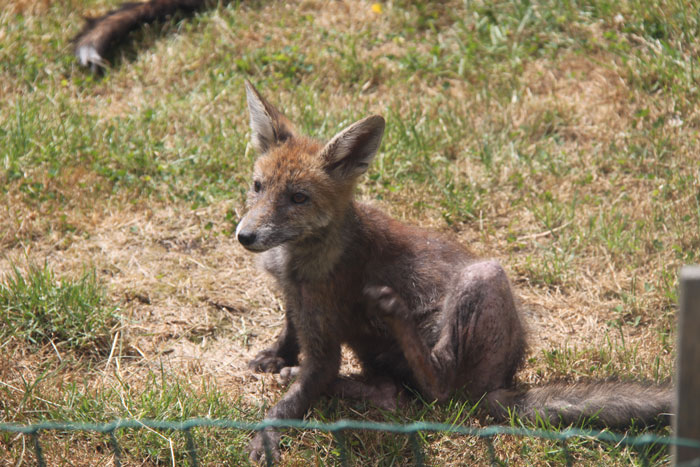 Photo of fox in the garden (IMG_1219a.jpg)