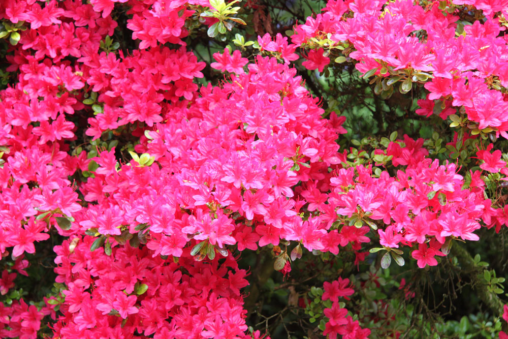 Photo of 'In Trelissick Garden' (IMG_0628b.jpg)